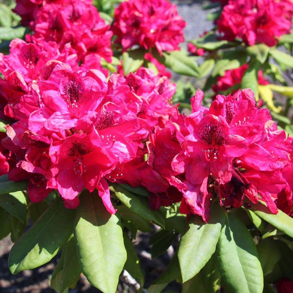 Rhododendron hybride Lord Roberts