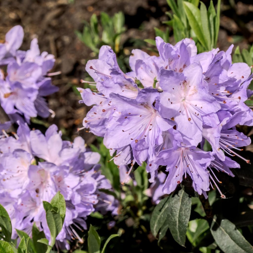 Rhododendron impeditum Ramapo