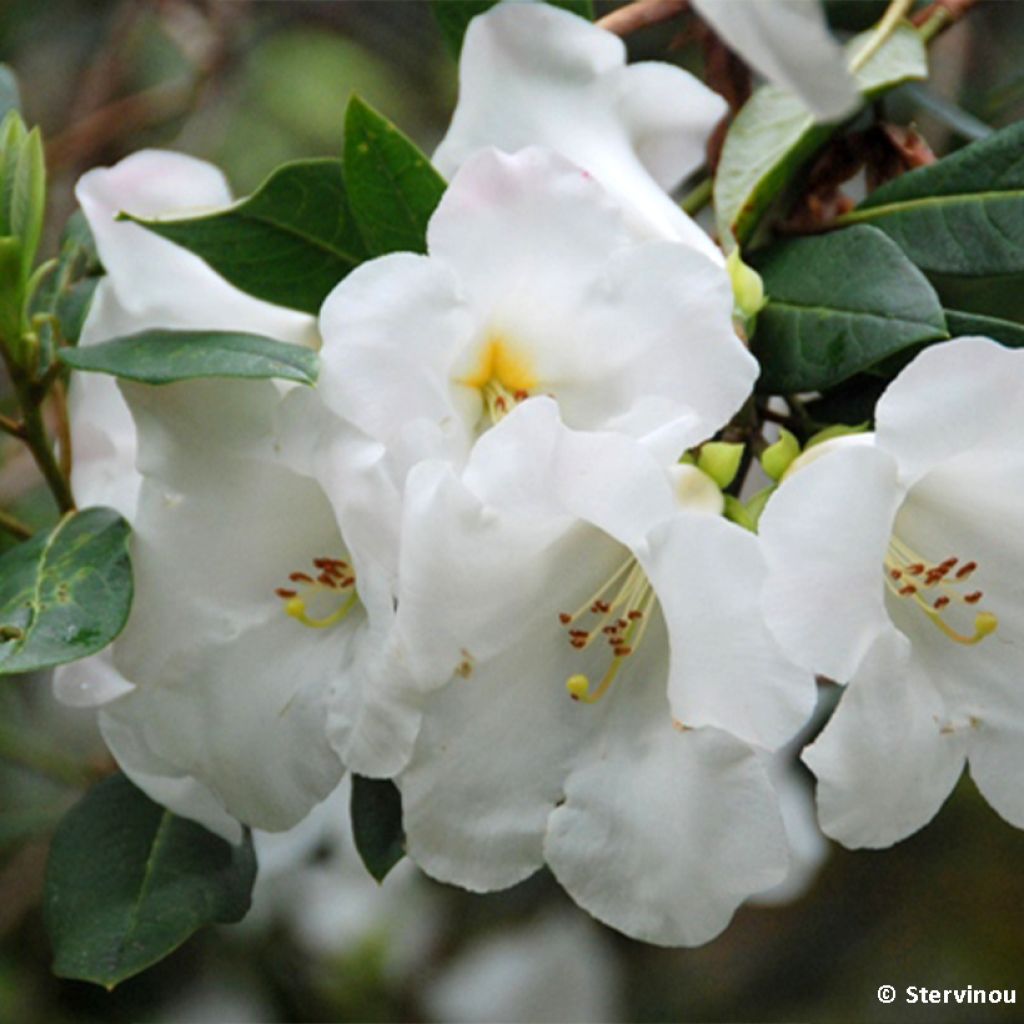 Rhododendron lindleyi - Grand rhododendron