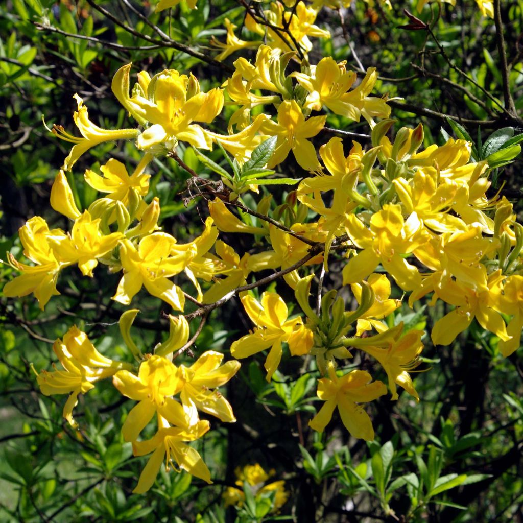 Gelbe Azalee - Azalea luteum