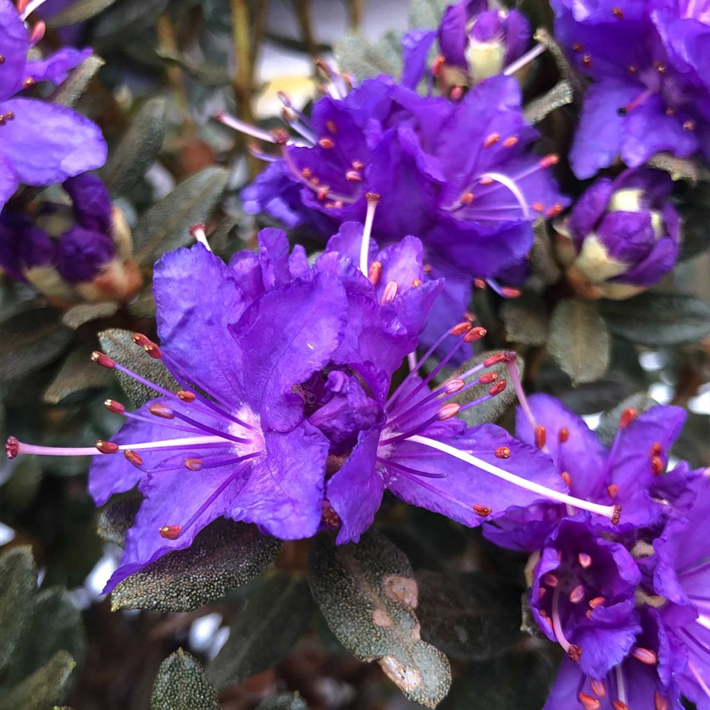 Rhododendron Azurika