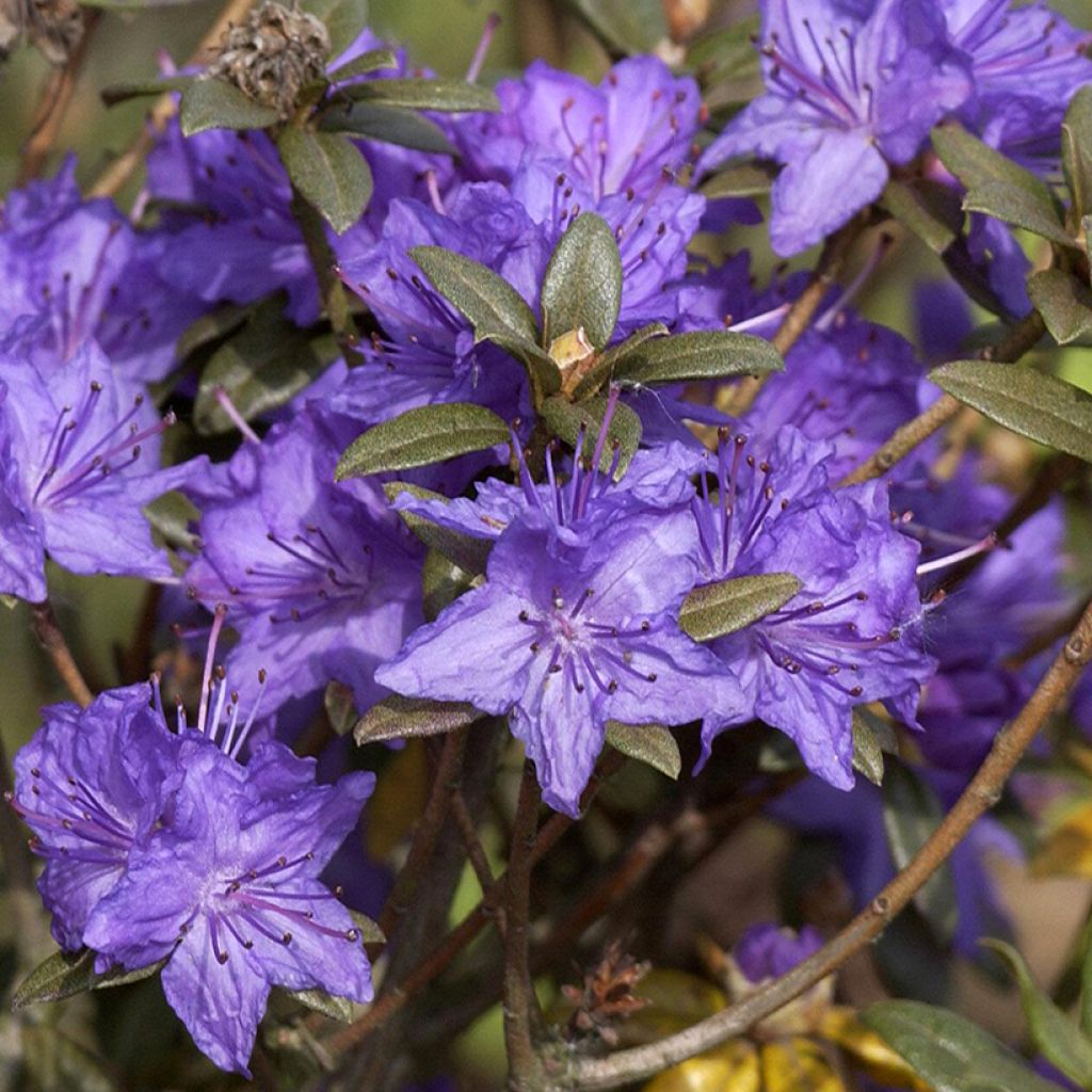 Rhododendron russatum Lauretta