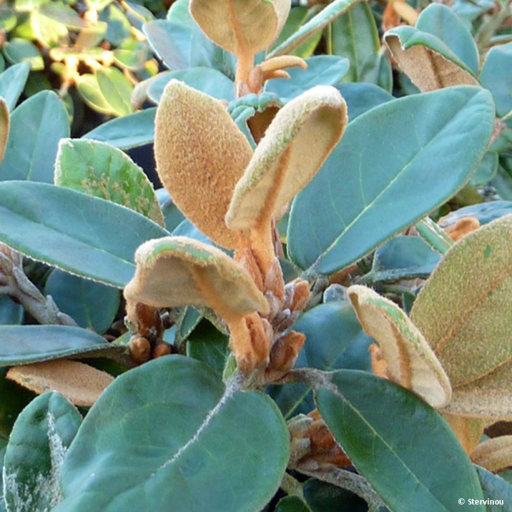 Rhododendron tsariense