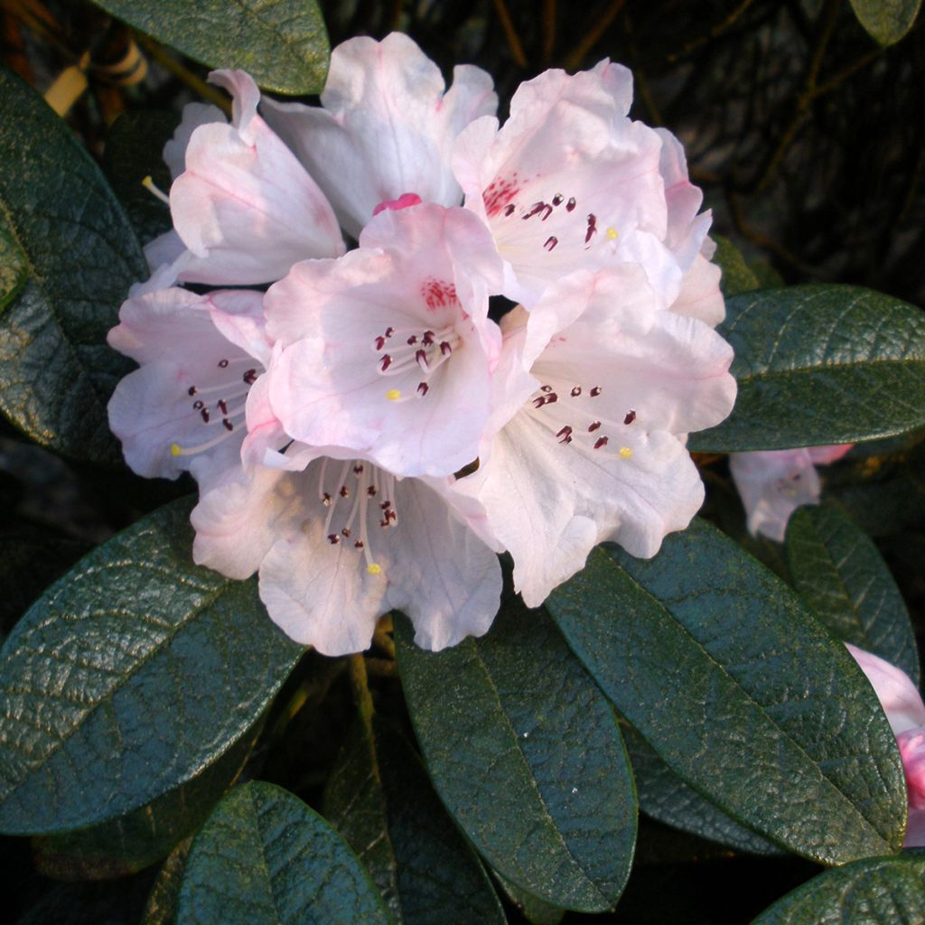 Rhododendron wiltonii