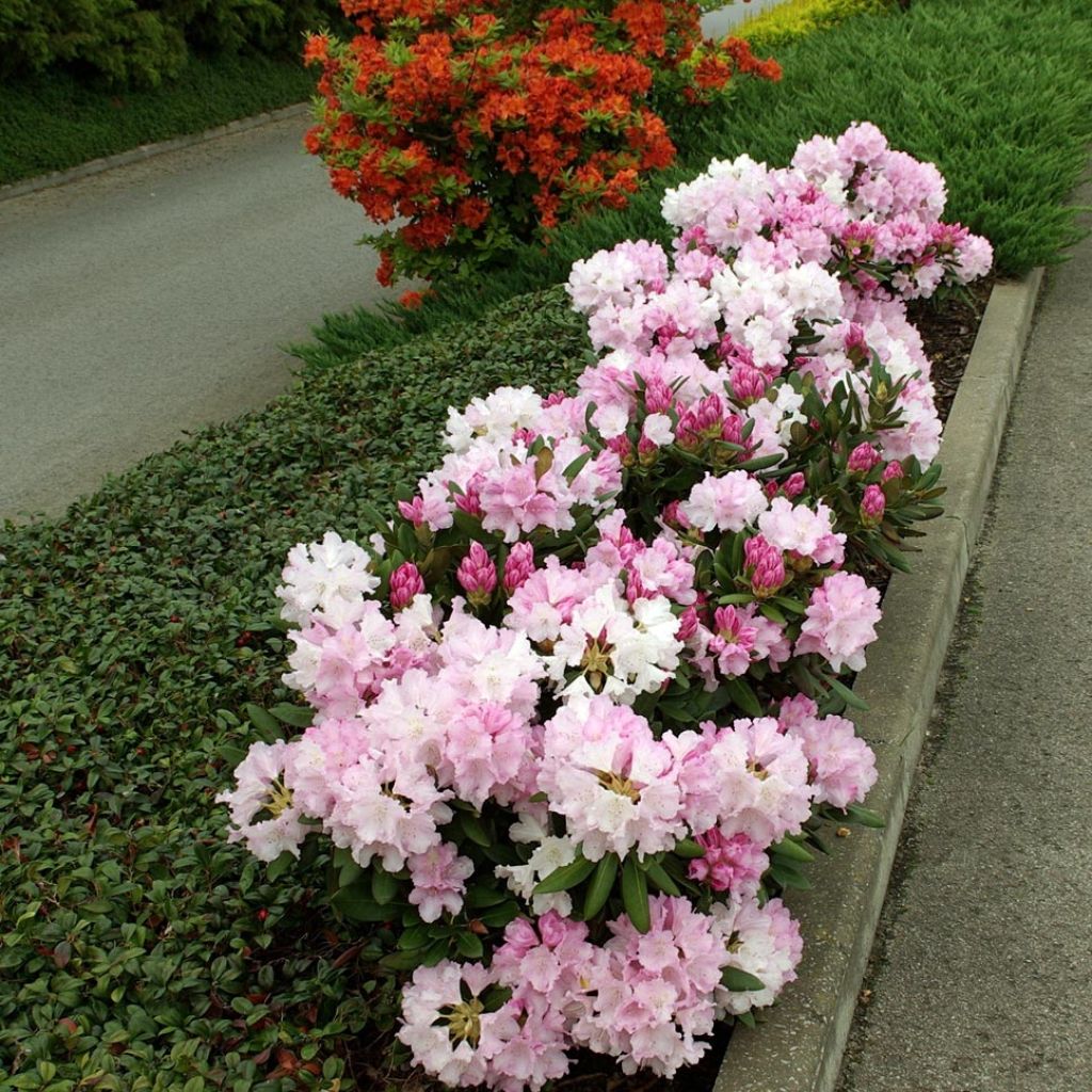 Rhododendron yakushimanum Silberwolke