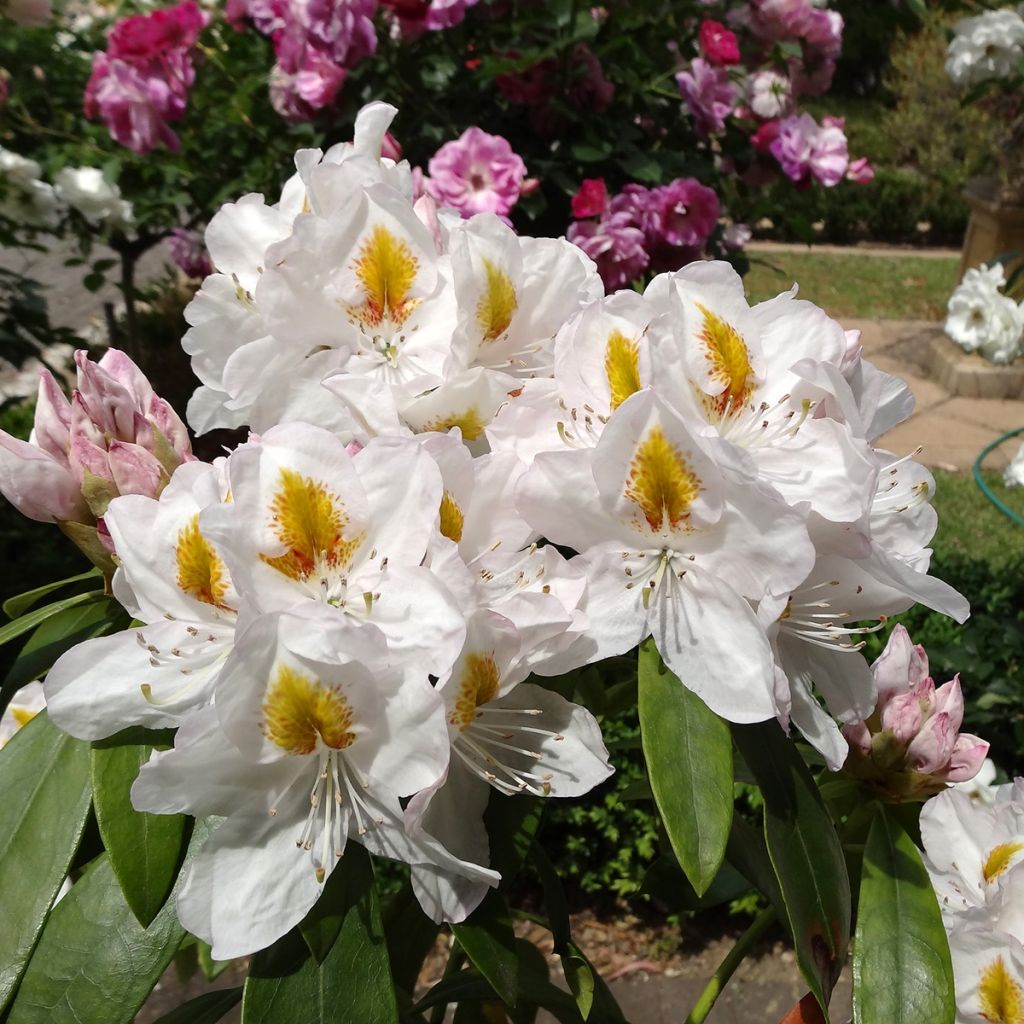 Rhododendron Gomer Waterer