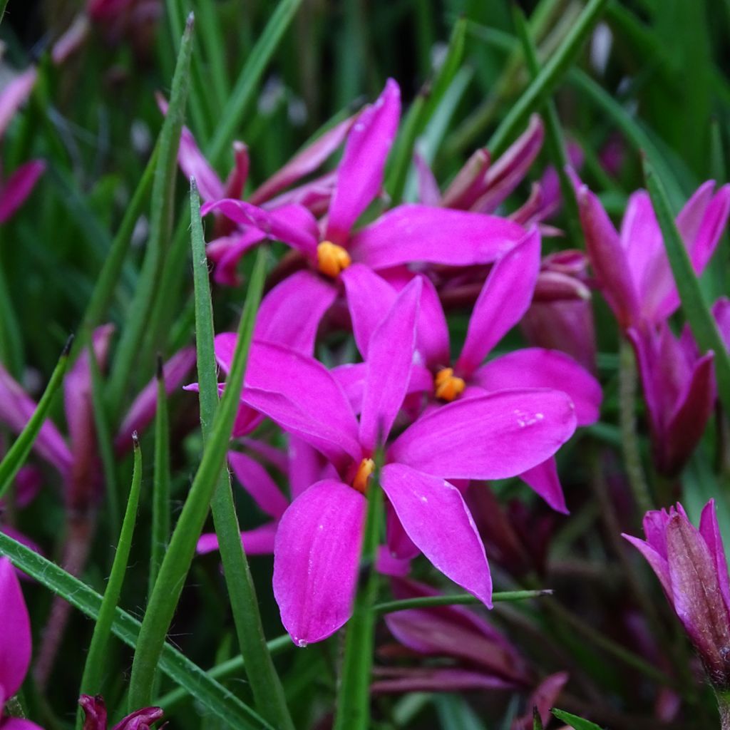 Rhodohypoxis Fairytale - Rhodoxis