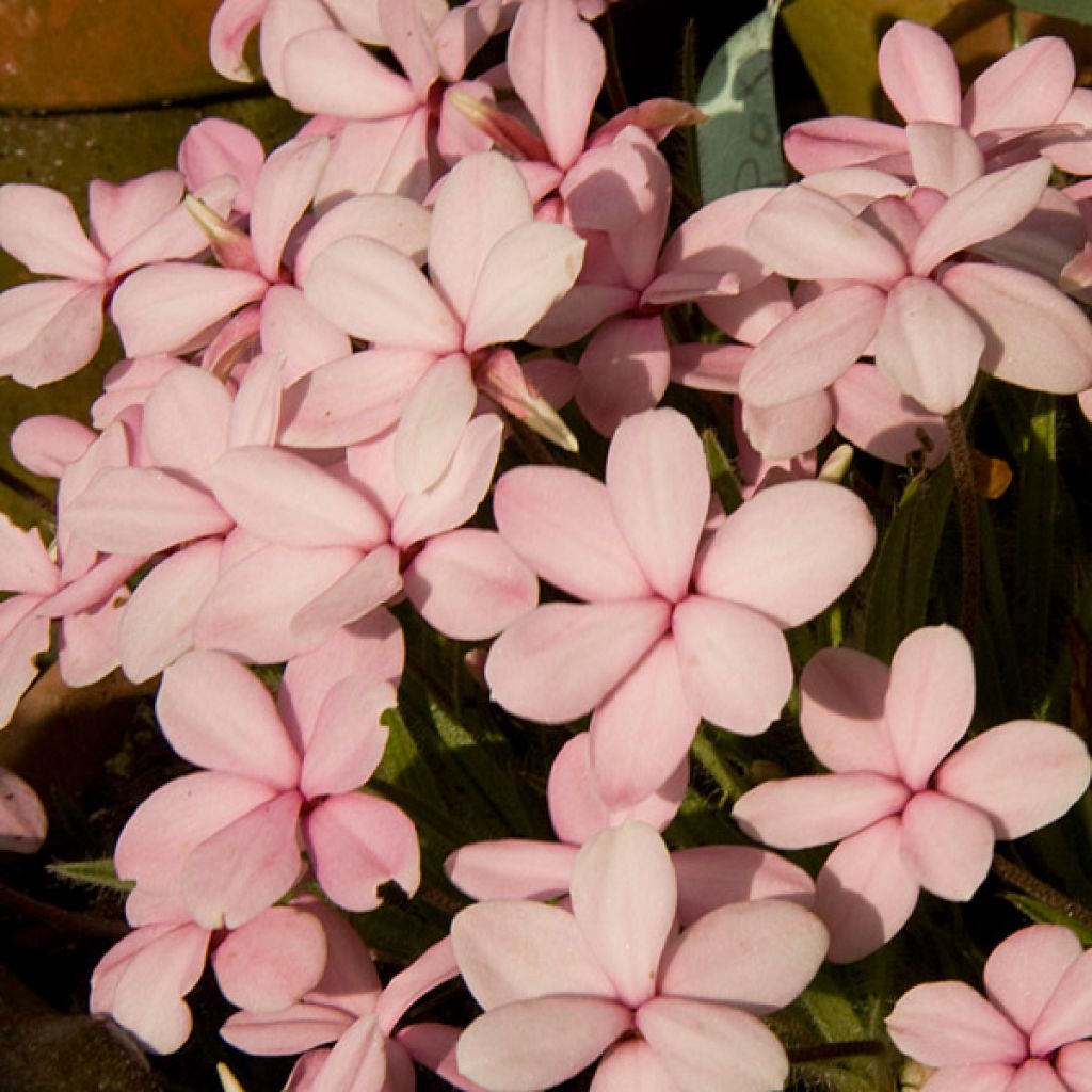 Rhodohypoxis Rose Queen