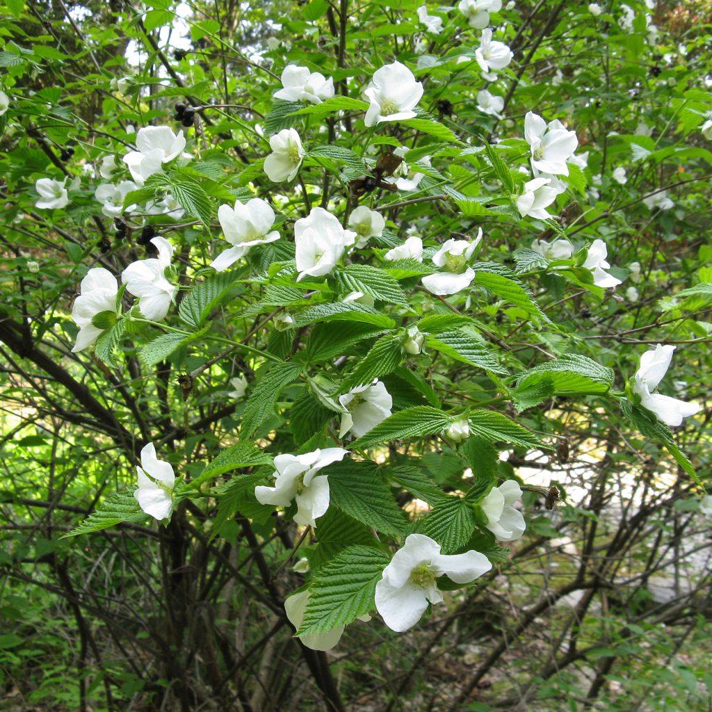 Rhodotypos scandens - Weiße Rosenkerrie