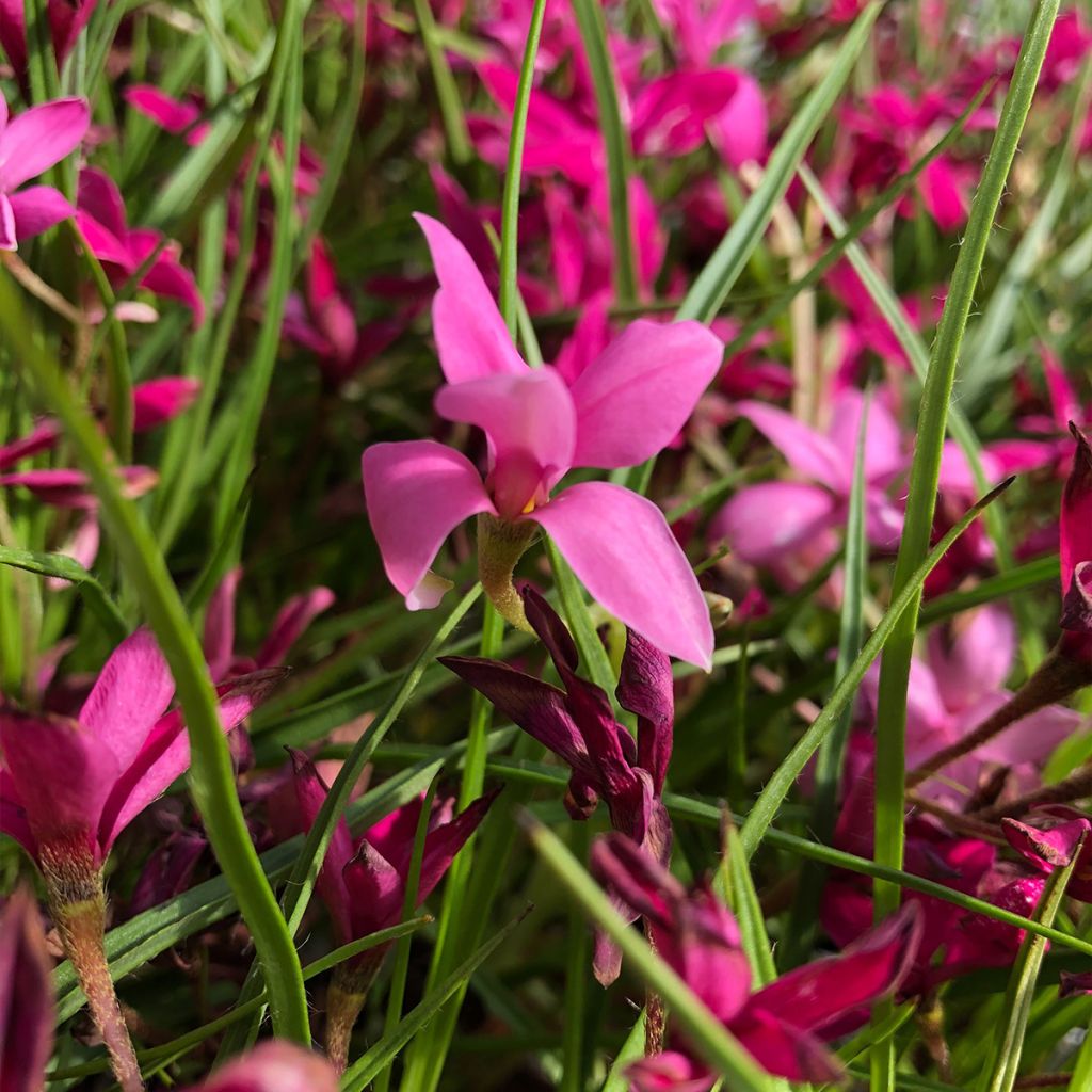 Rhodoxis hybride Beverly - Rhodohypoxis