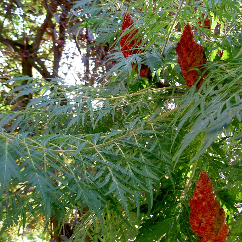 Sumac lacinié - Rhus glabra laciniata