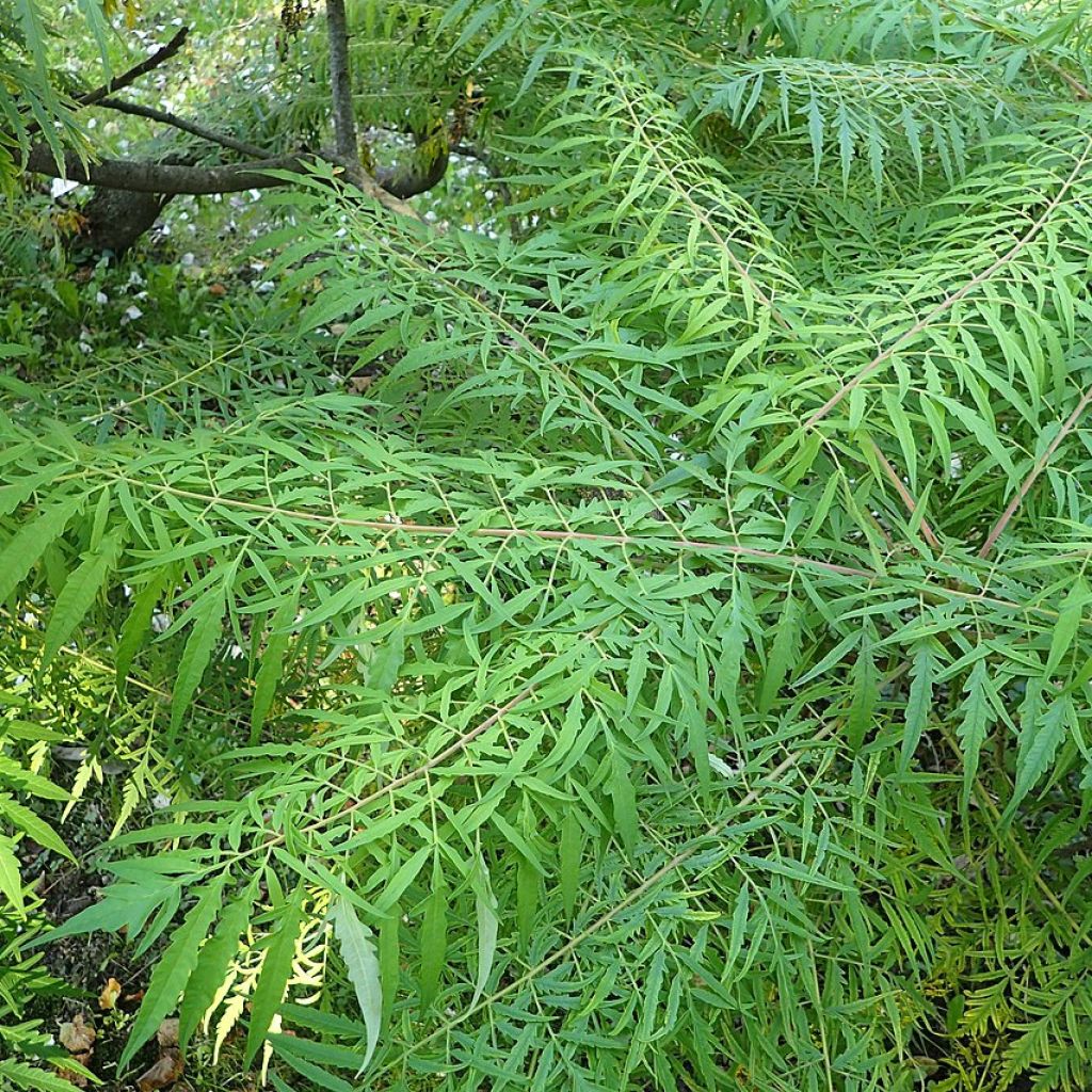 Rhus typhina Dissecta - Essigbaum