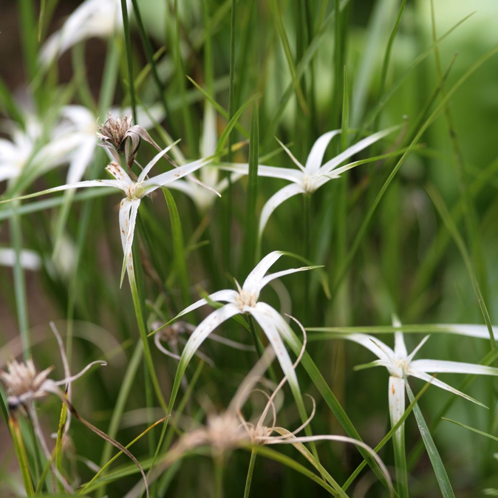 Rhynchospora colorata - Sterntänzer