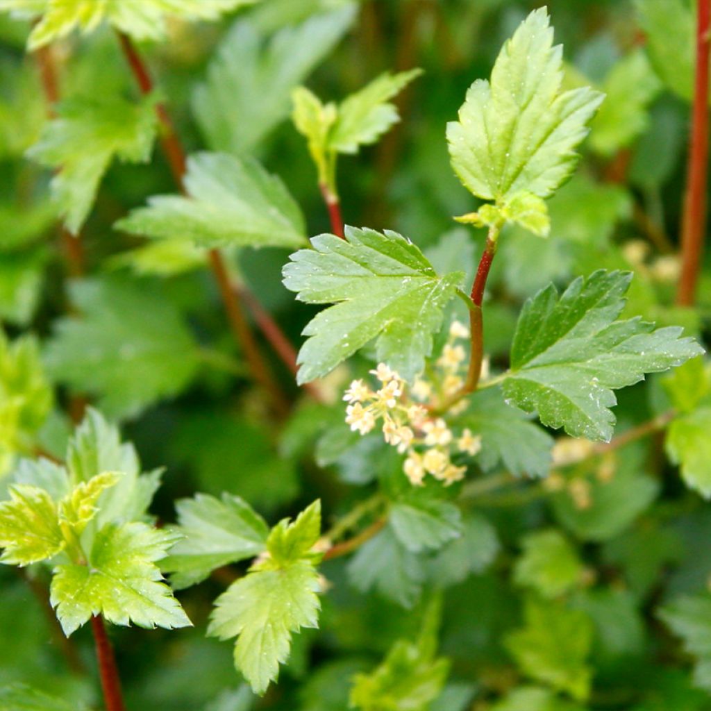 Alpen-Johannisbeere Schmidt - Ribes alpinum