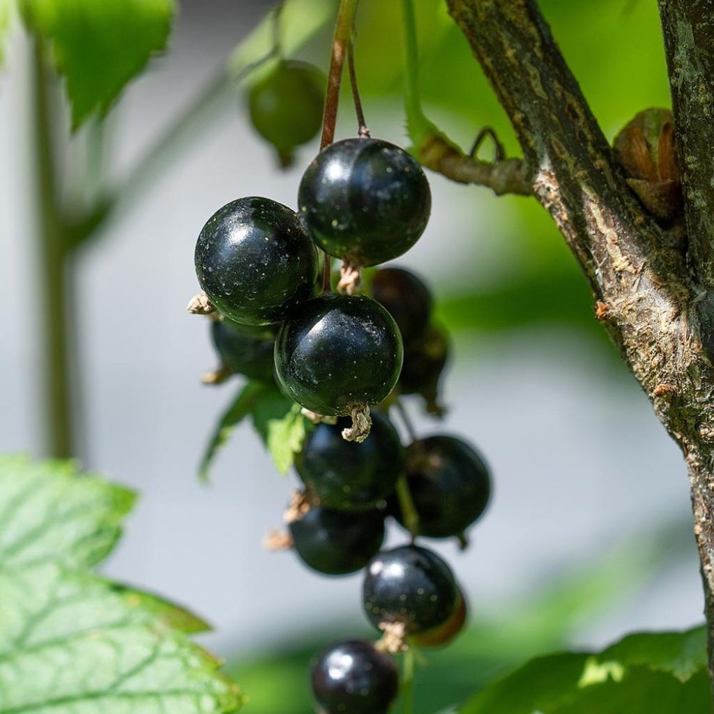 Cassissier Little Black Sugar