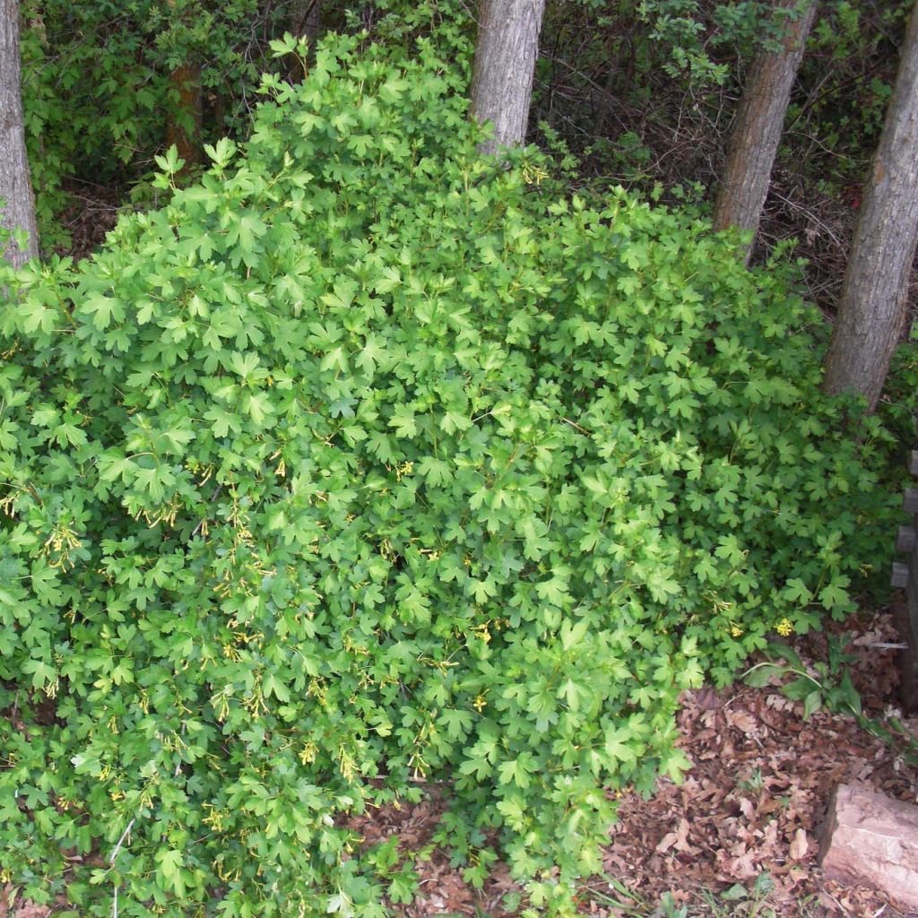 Ribes odoratum - Groseillier doré