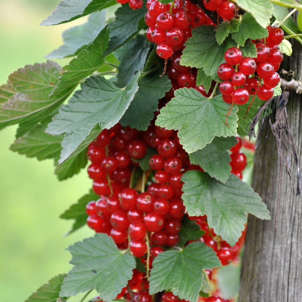 Groseillier à grappes Rondom - Ribes rubrum