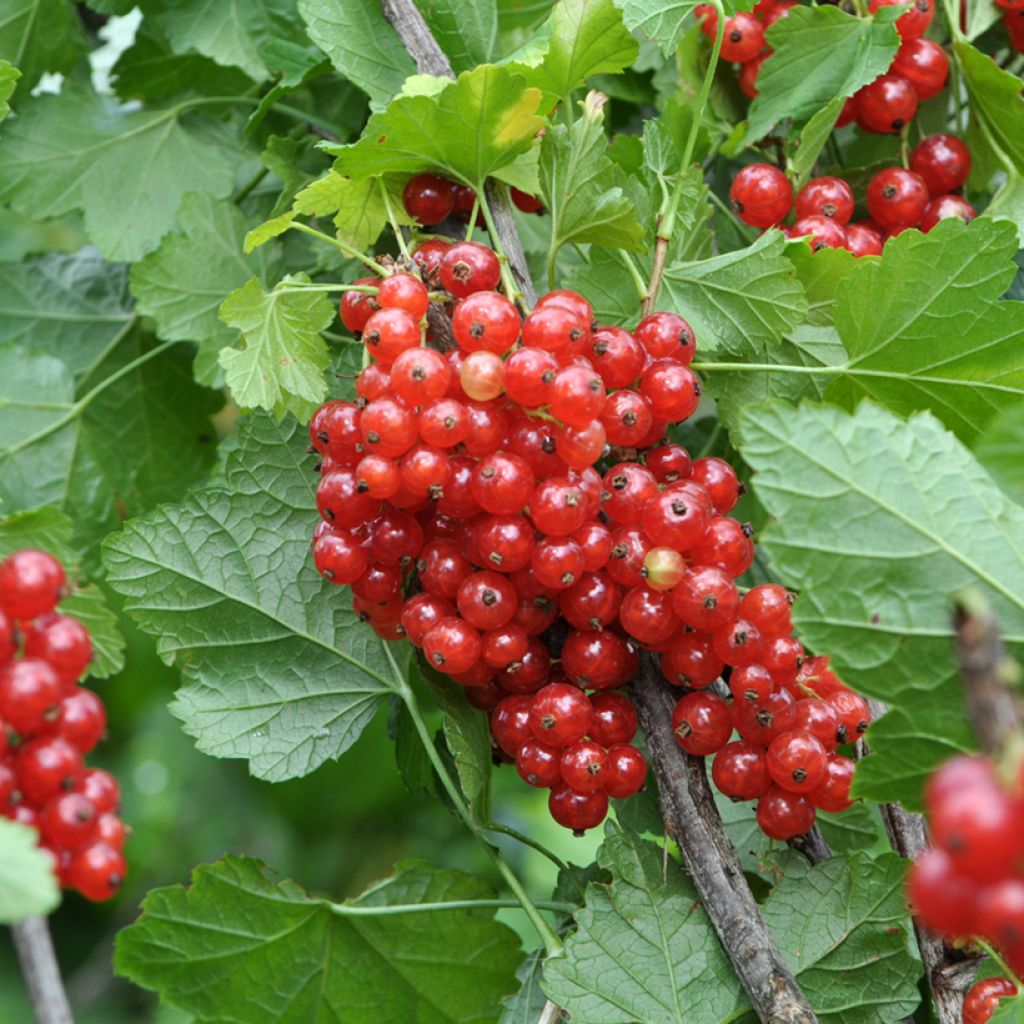 Rote Johannisbeere Rotet