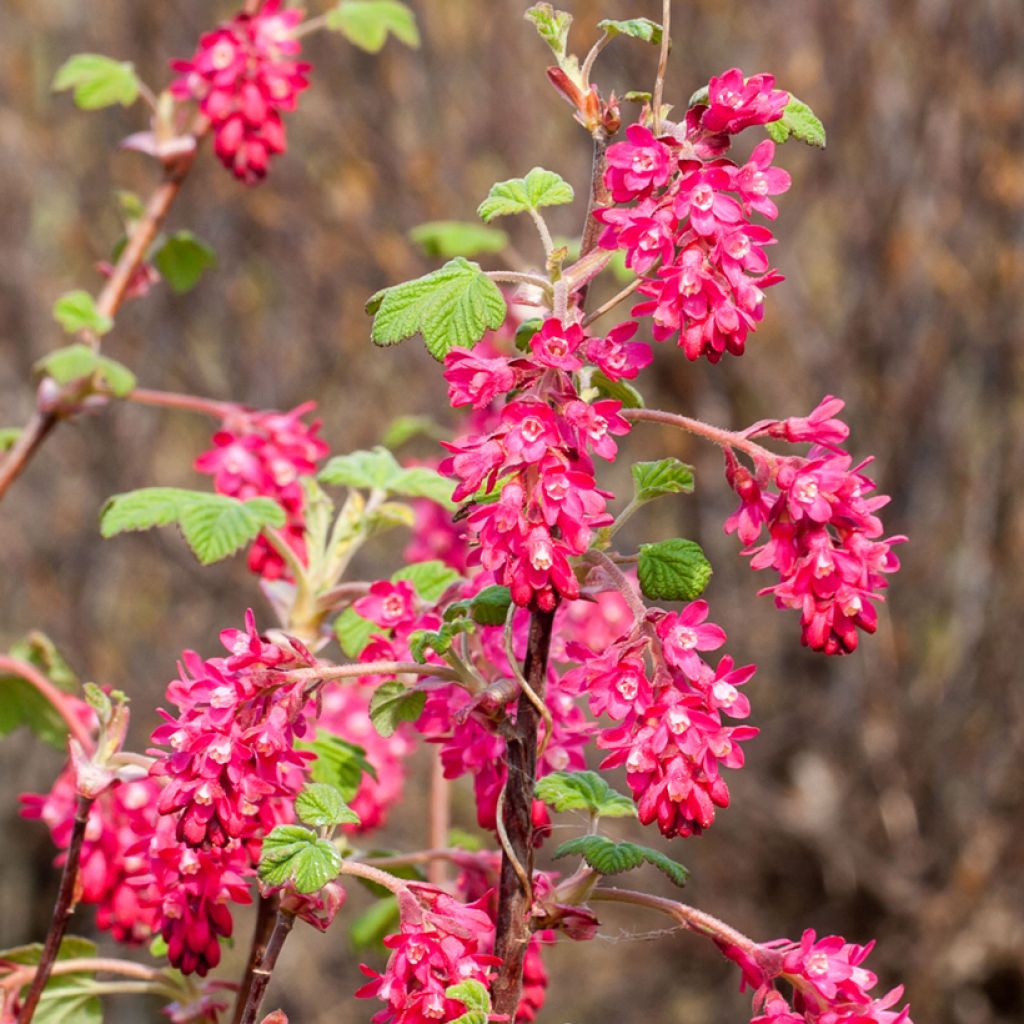 Blut-Johannisbeere Koja - Ribes sanguineum