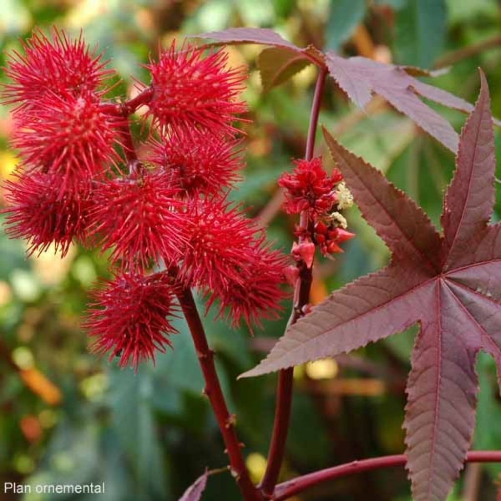 Ricinus communis Honolulu - Rizinus