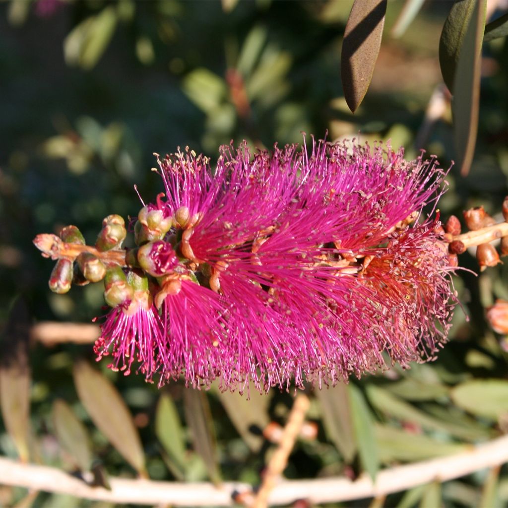 Callistemon violaceus - Zylinderputzer