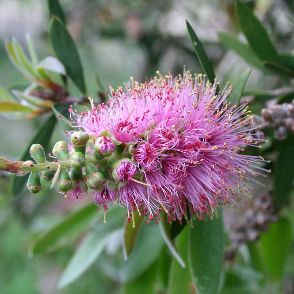 Rince-bouteilles violaceus - Callistemon violaceus