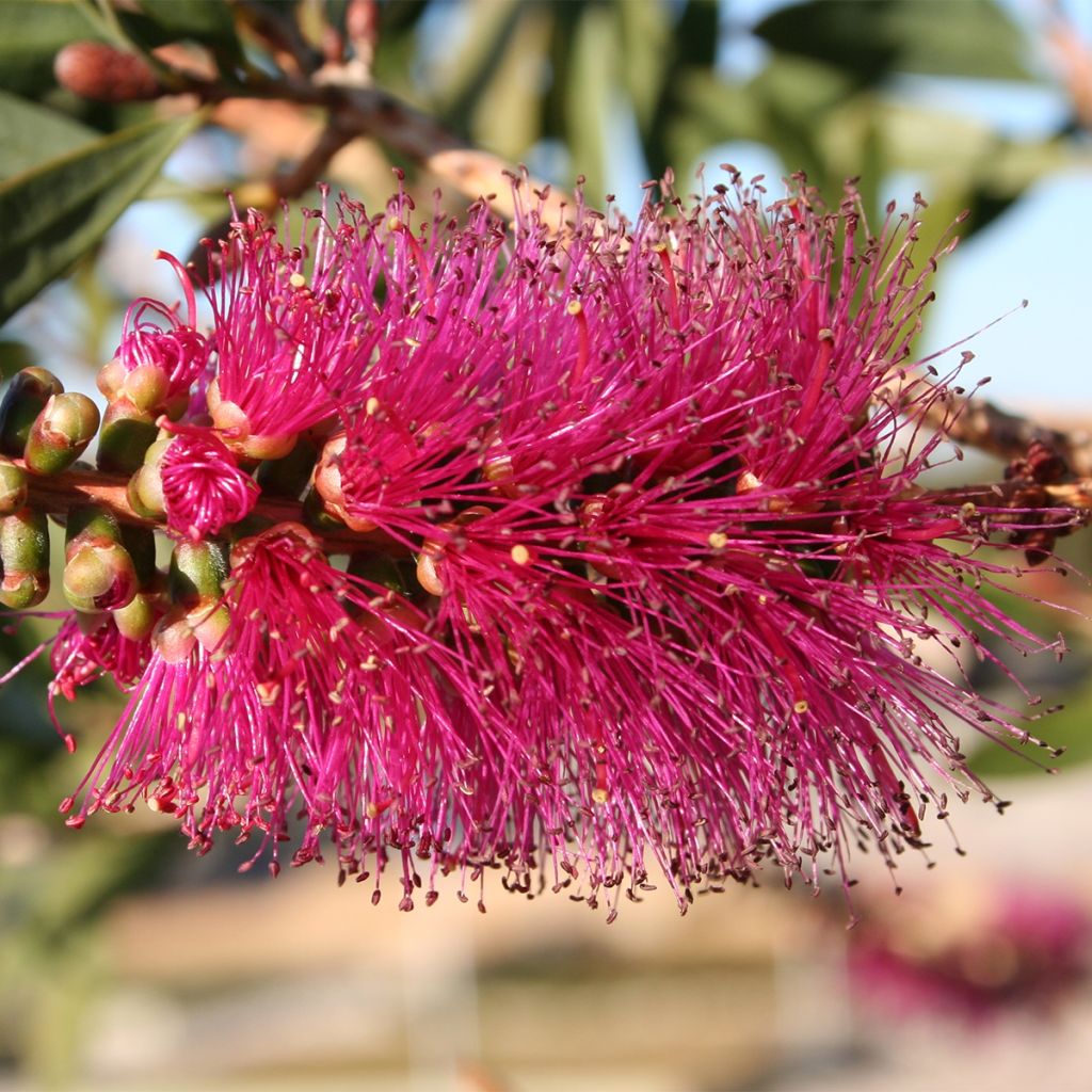 Rince-bouteilles violaceus - Callistemon violaceus