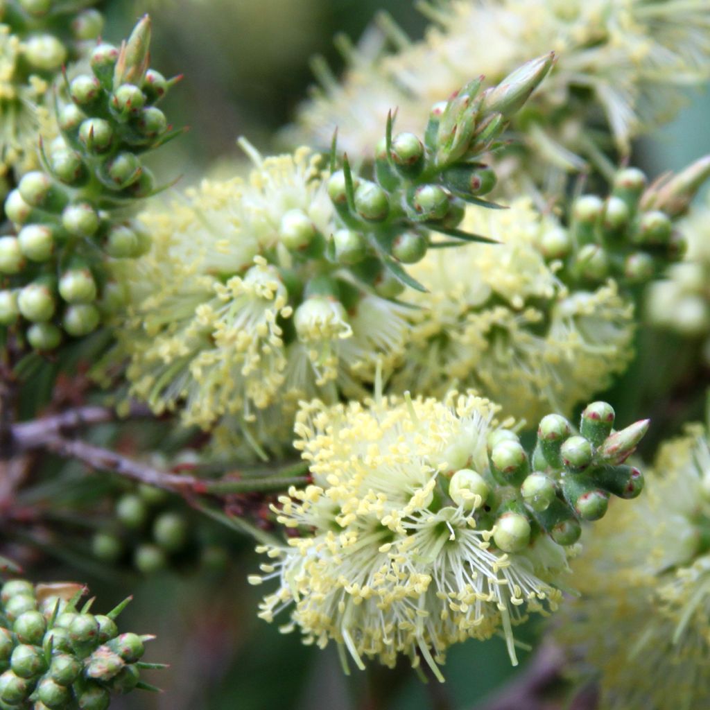 Rince-bouteilles - Callistemon pityoides Widicom Gem