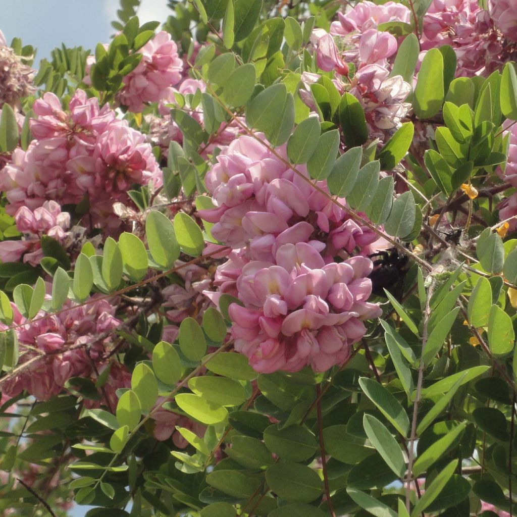 Robinia hispida Rosea - Borstige Robinie