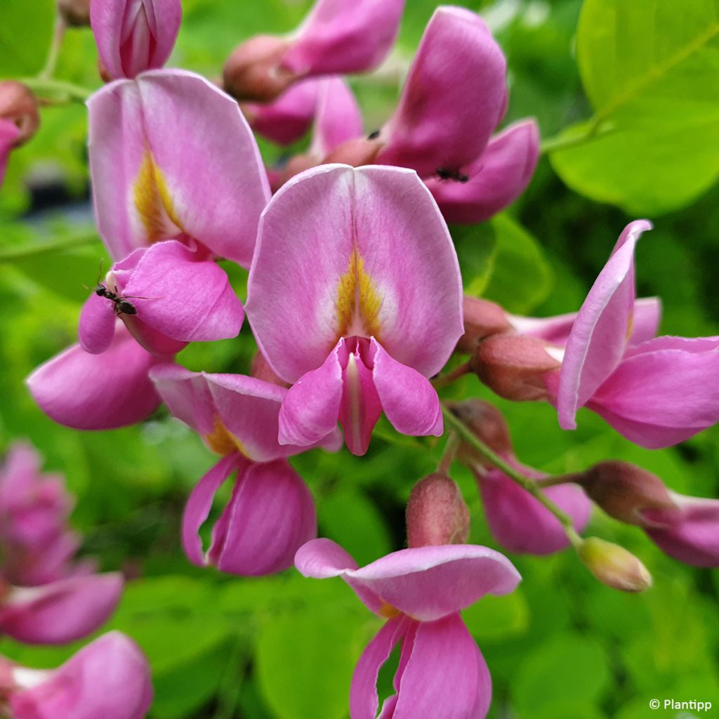 Robinia margaretta Georgia da Torino - Scheinakazie