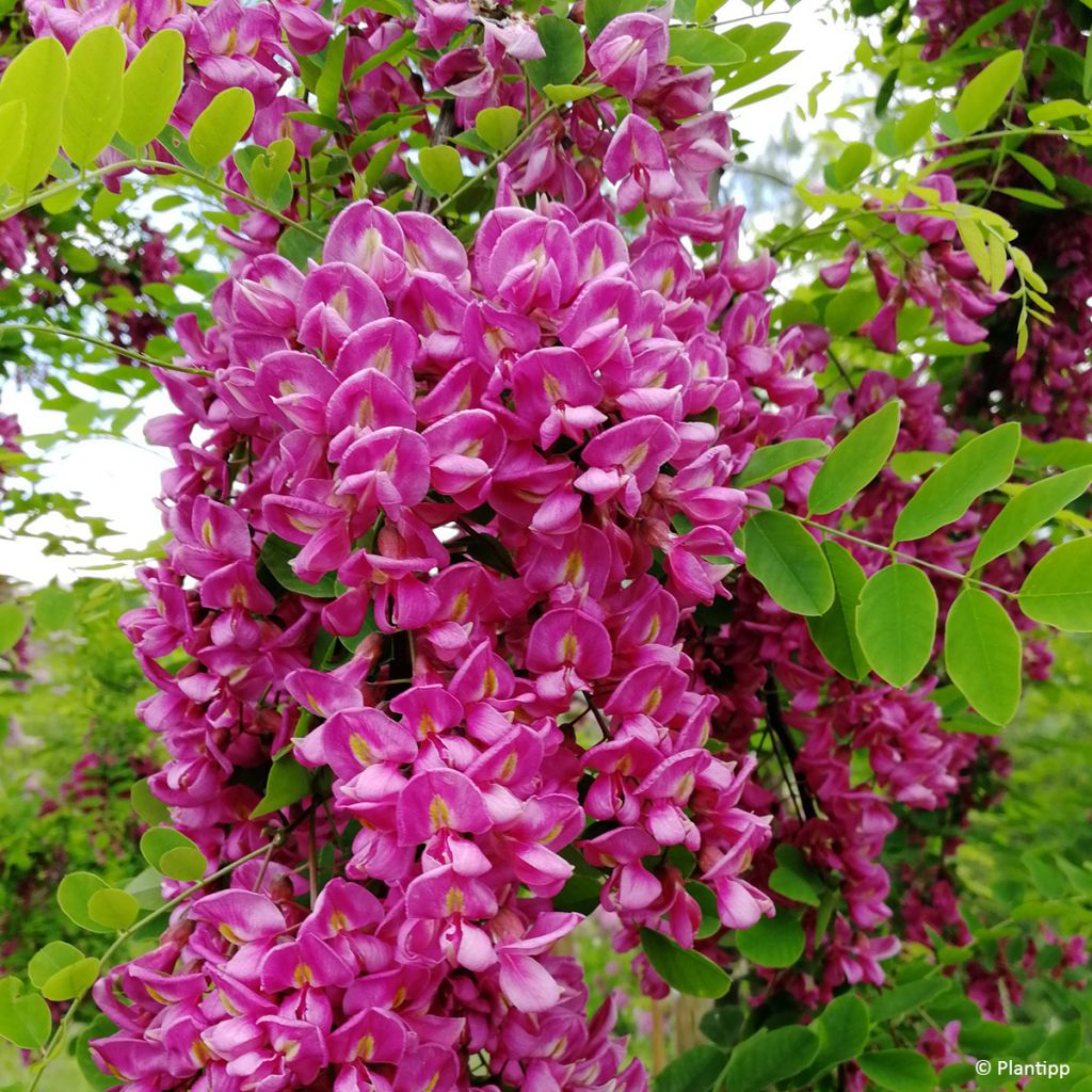 Robinia margaretta Georgia da Torino - Scheinakazie