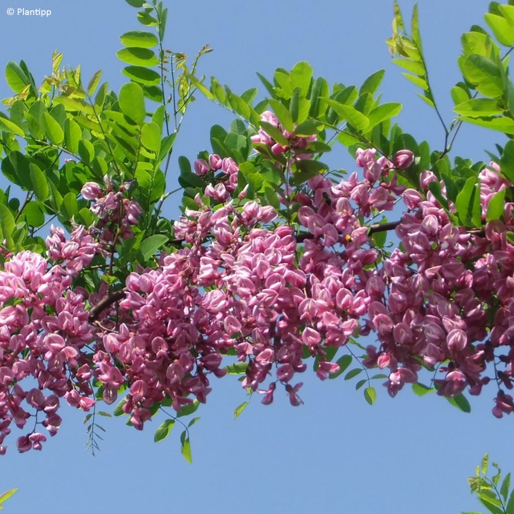 Robinia margaretta Georgia da Torino - Scheinakazie