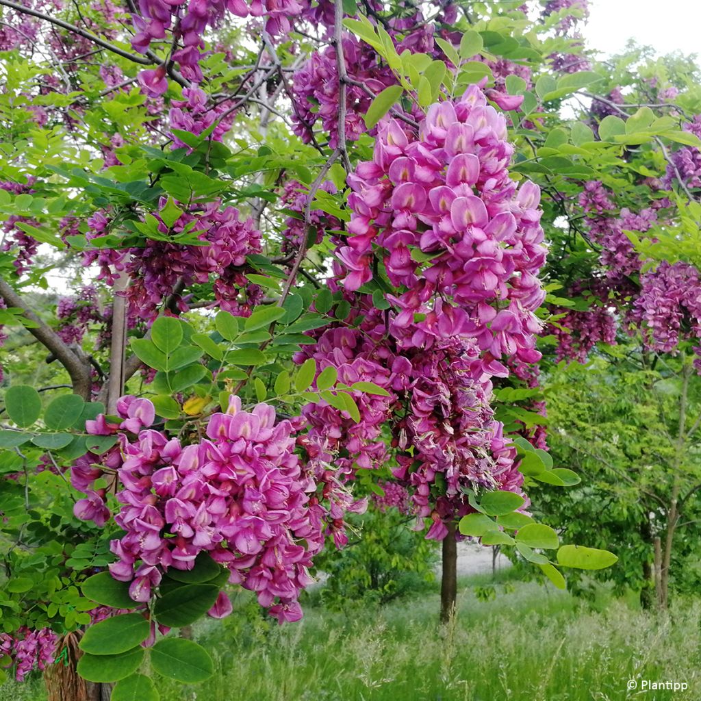 Robinia margaretta Georgia da Torino - Scheinakazie