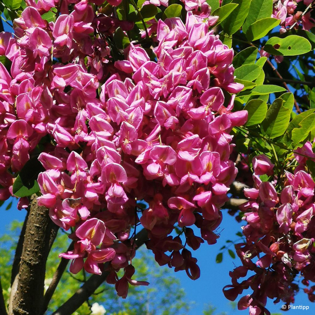 Robinia margaretta Georgia da Torino - Scheinakazie