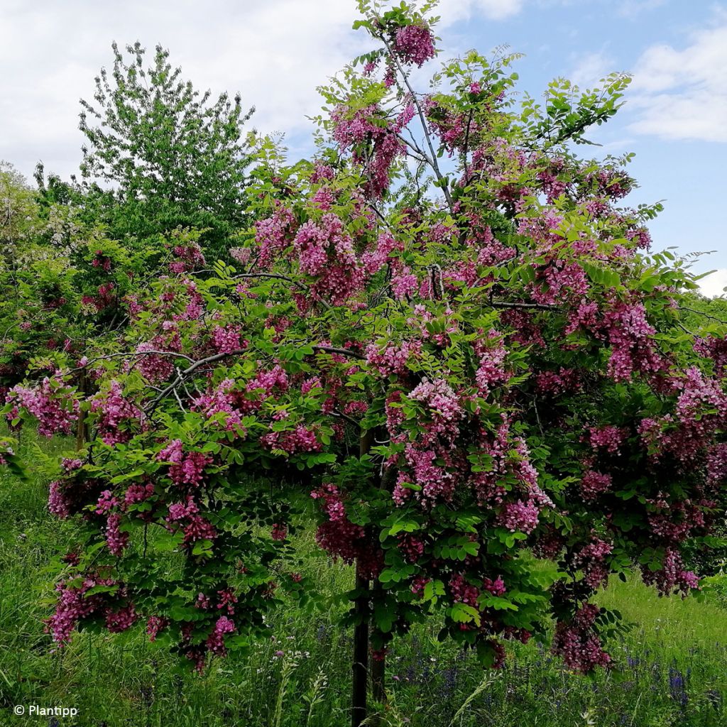 Robinia margaretta Georgia da Torino - Scheinakazie