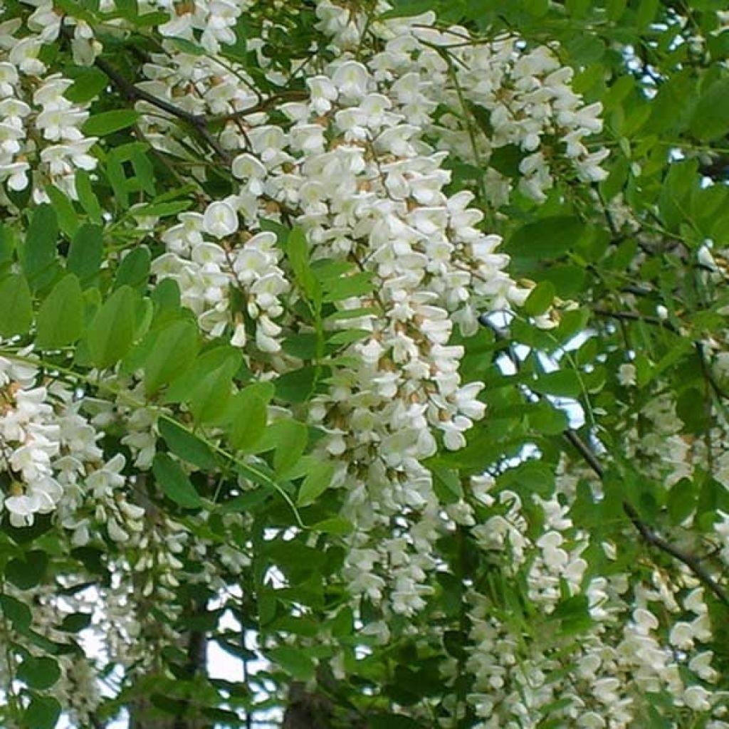 Robinia pseudoacacia - Gewöhnliche Robinie