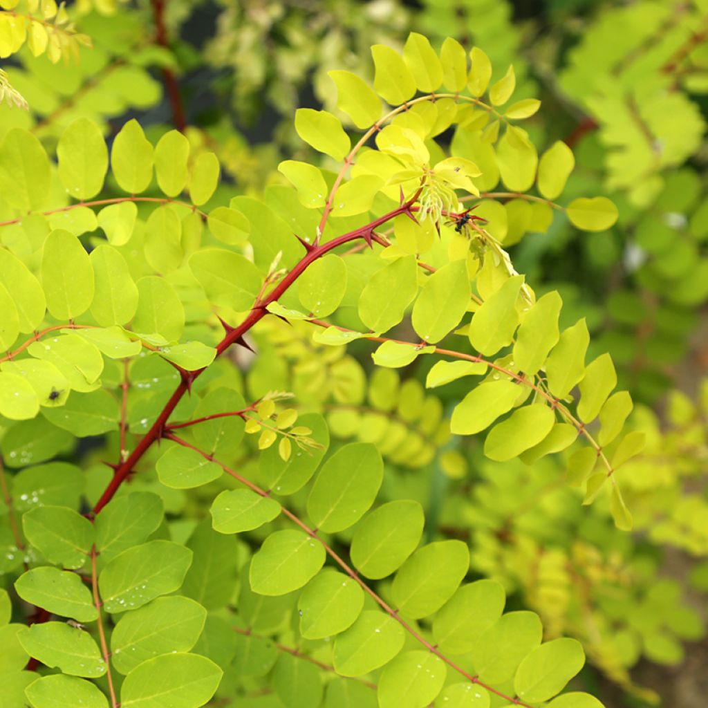 Robinia pseudoacacia Altdorf - Gewöhnliche Robinie