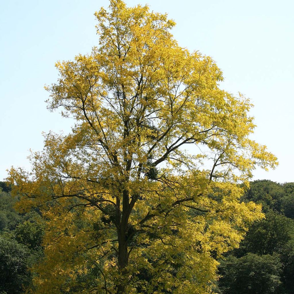 Robinia pseudoacacia Frisia - Gewöhnliche Robinie