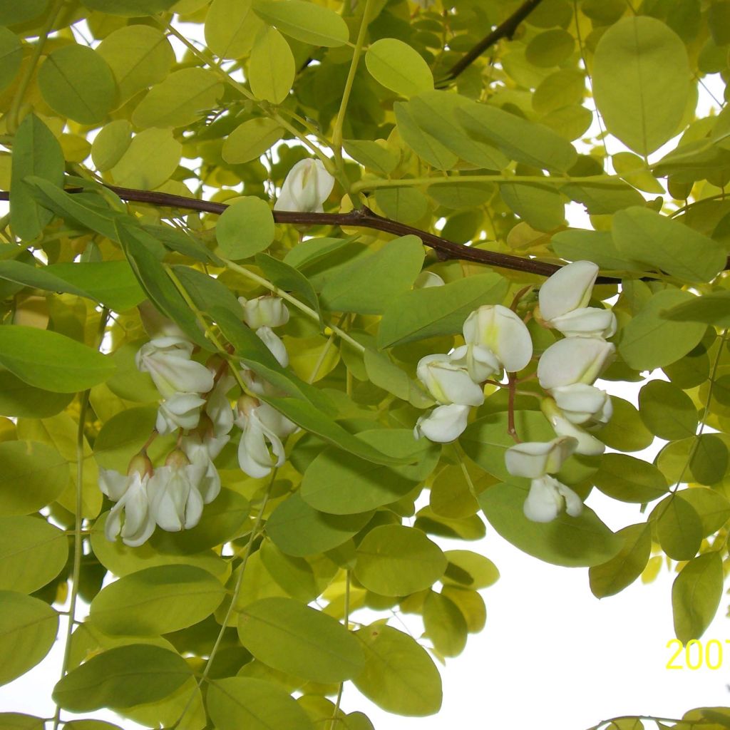 Robinia pseudoacacia Frisia - Gewöhnliche Robinie