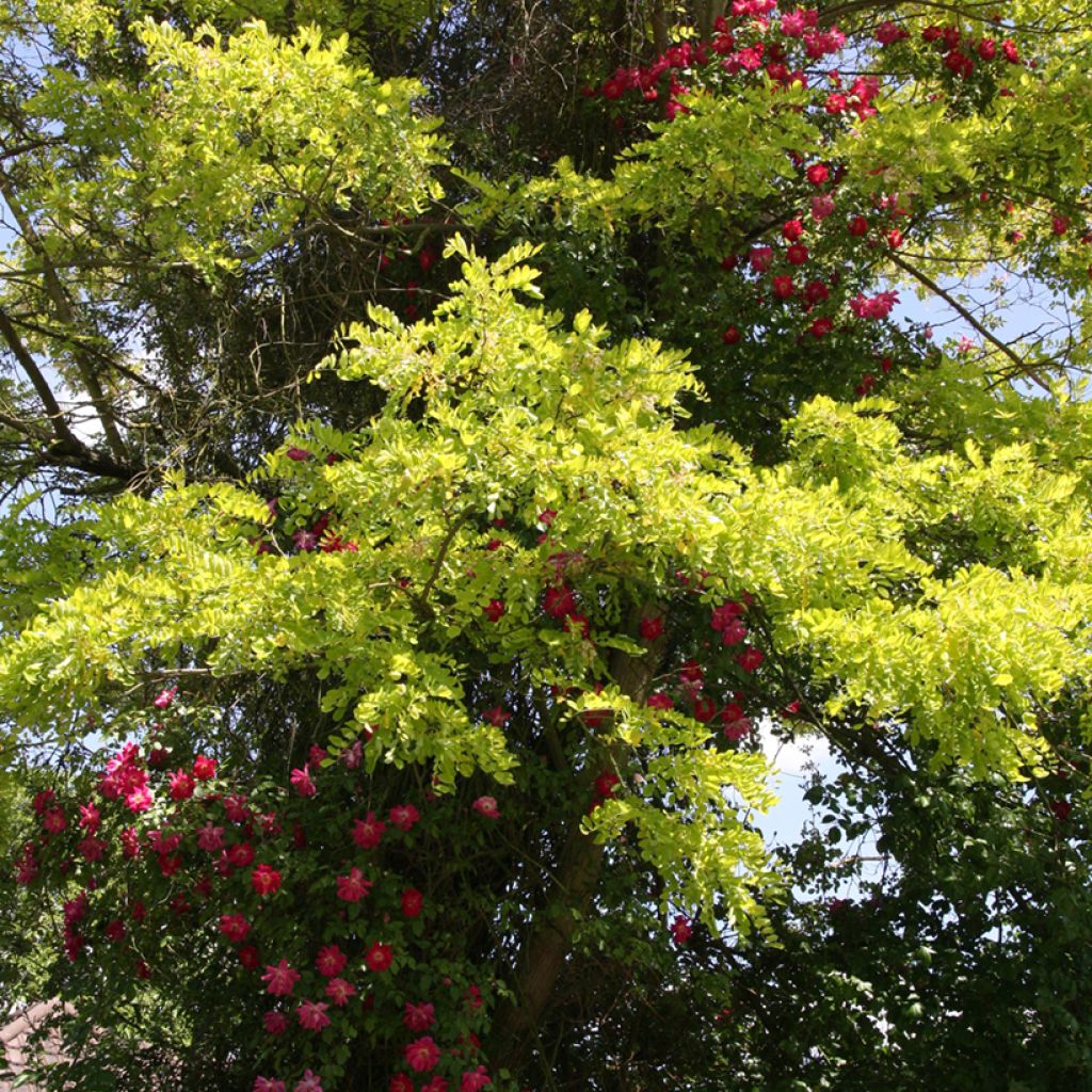 Robinia pseudoacacia Frisia - Gewöhnliche Robinie