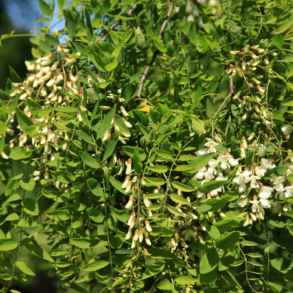 Robinia pseudoacacia Semperflorens - Gewöhnliche Robinie