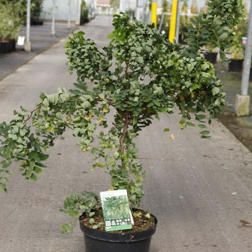 Robinia pseudoacacia Twisty Baby Lace Lady - Gewöhnliche Robinie