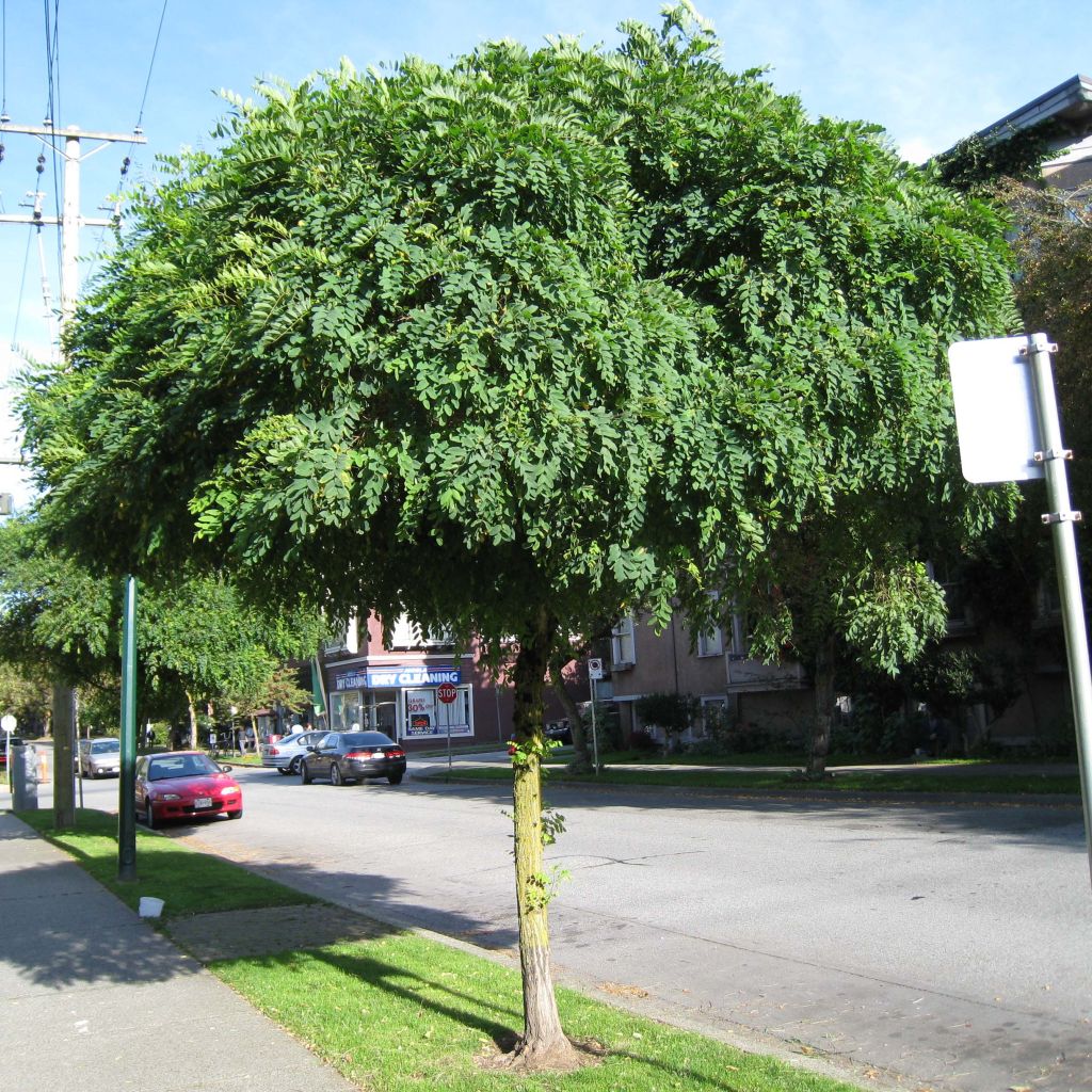 Robinia pseudoacacia Umbraculifera - Gewöhnliche Robinie