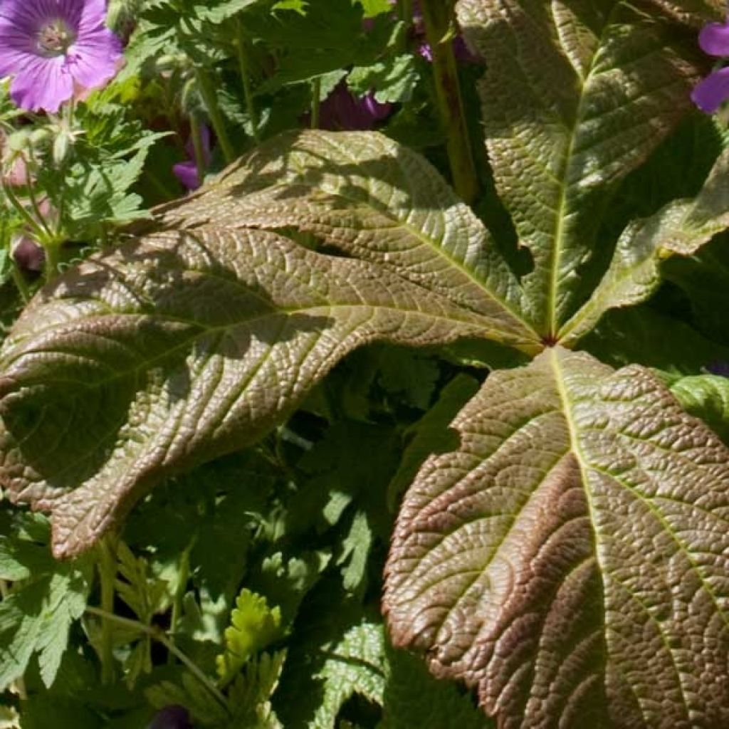 Rodgersia aesculifolia - Schaublatt