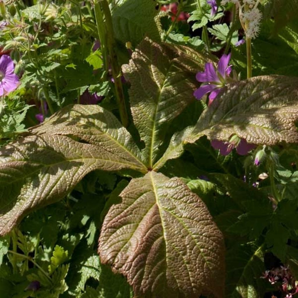 Rodgersia aesculifolia - Schaublatt