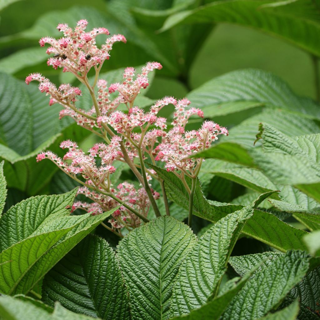 Rodgersia aesculifolia