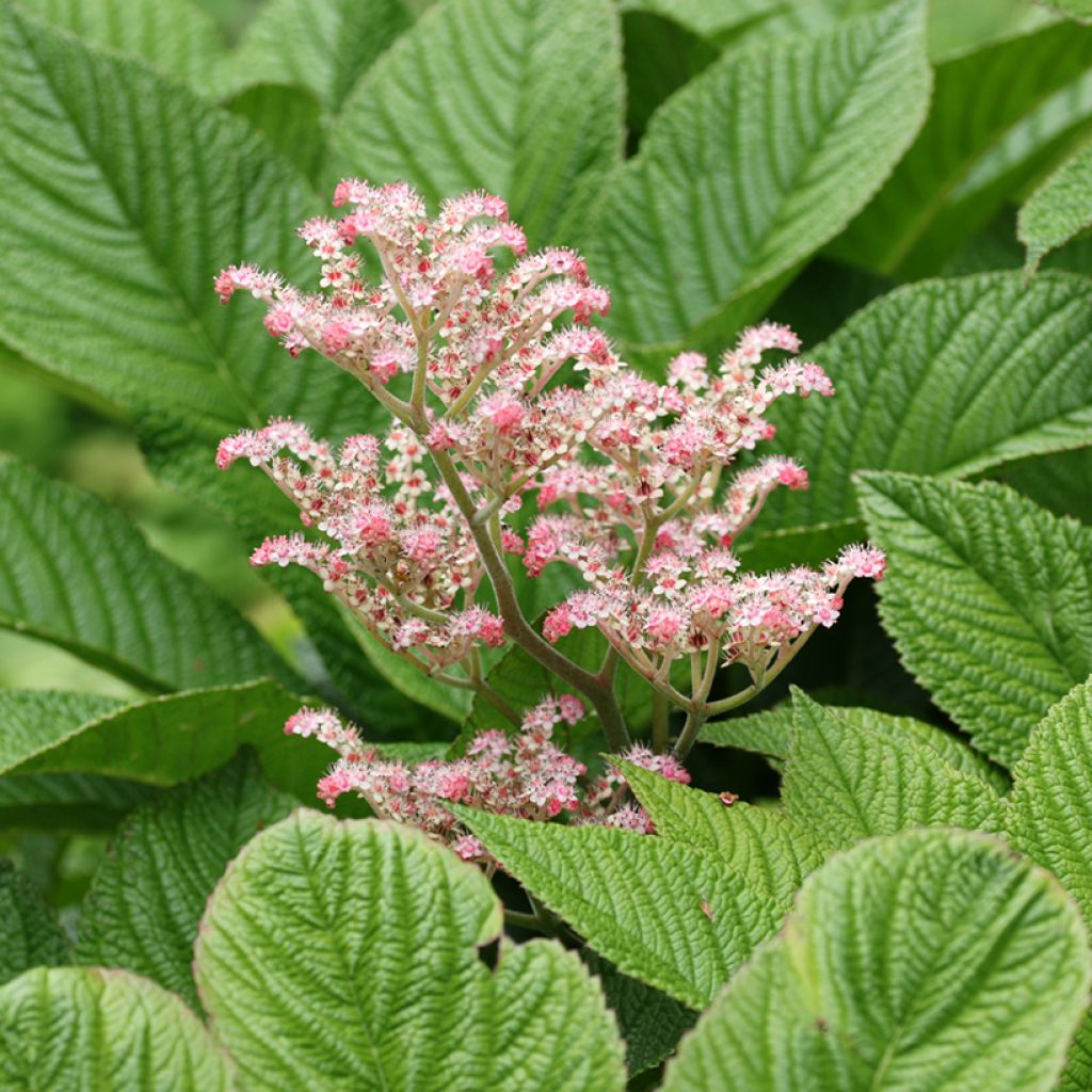 Rodgersia aesculifolia var. henrici - Schaublatt