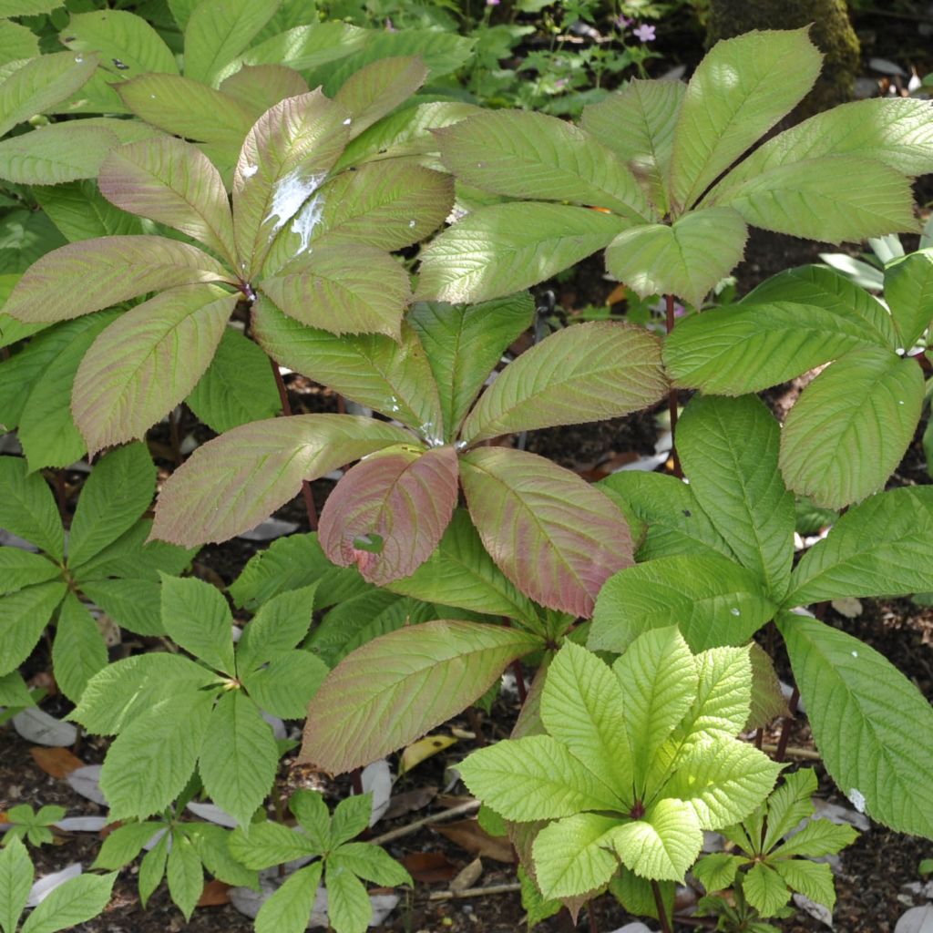 Rodgersia pinnata - Schaublatt