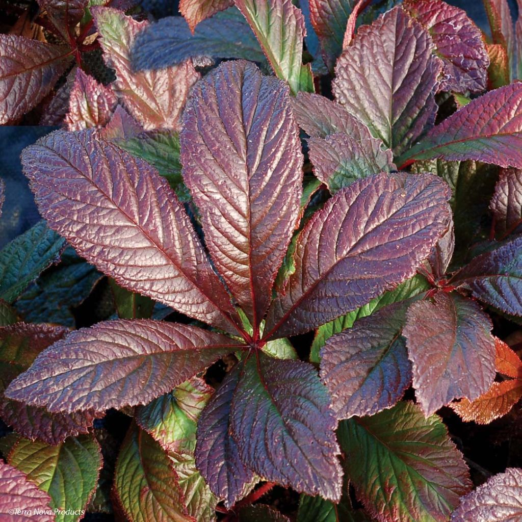 Rodgersia pinnata Bronze Peacock