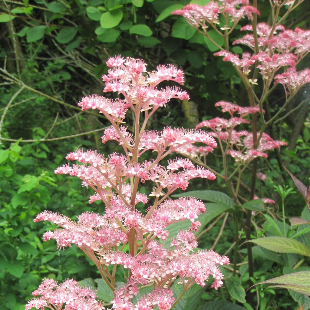 Rodgersia pinnata Chocolate Wings - Schaublatt